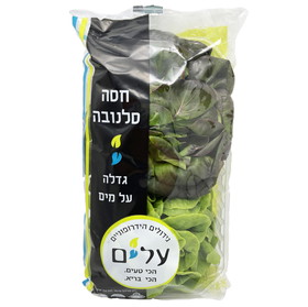 חסה-סלנובה-עלים-scaled