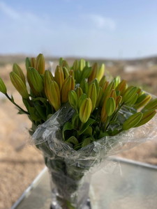 תמונה של WhatsApp 2024-05-28 בשעה 08